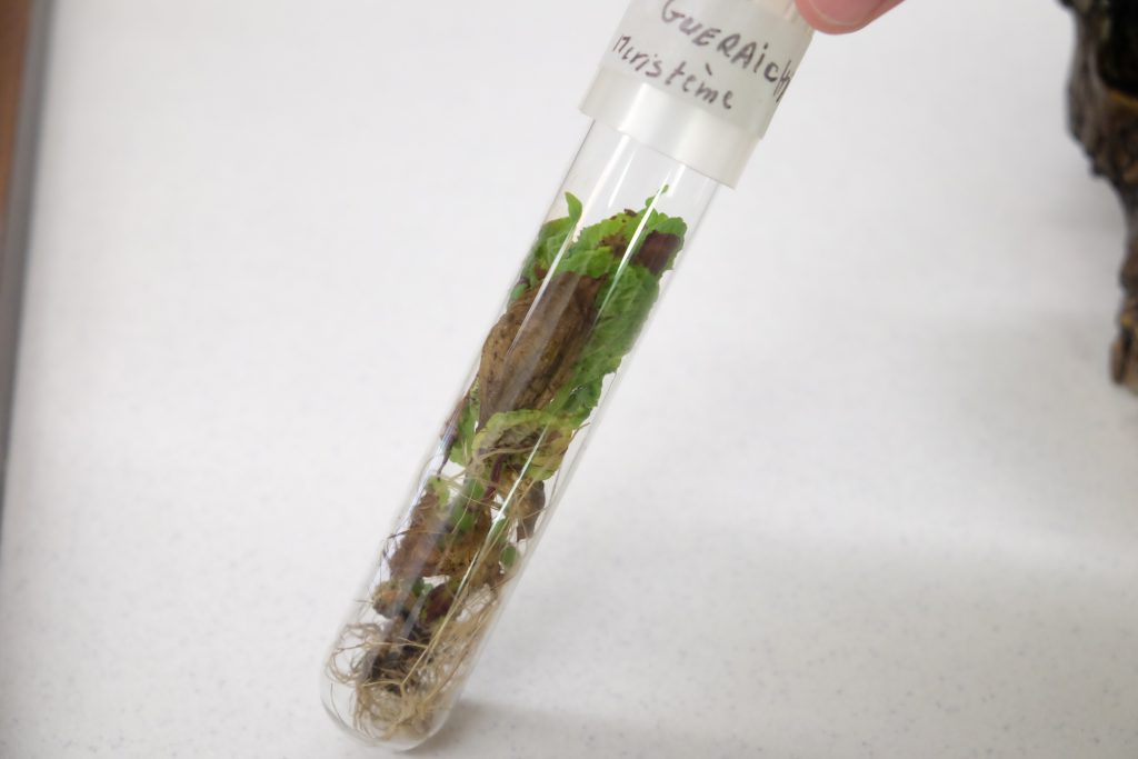 technique_en_biotechnologies_cégep_lévis_2